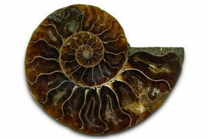 Large 7 Inch Wide Ammonite (Half) (#4117) For Sale - FossilEra.com