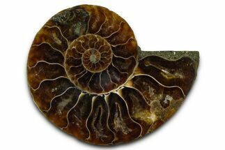 Cut & Polished Ammonite Fossil (Half) - Madagascar #377608