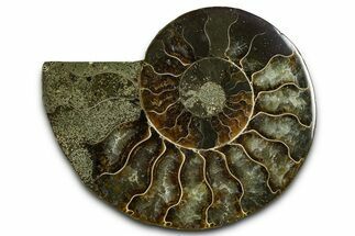 Cut & Polished Ammonite Fossil (Half) - Madagascar #377612