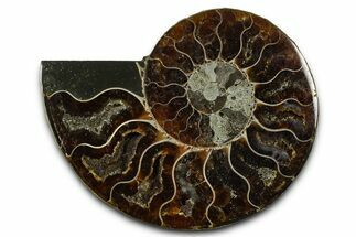 Cut & Polished Ammonite Fossil (Half) - Madagascar #377627
