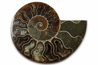 Cut & Polished Ammonite Fossil (Half) - Madagascar #377631