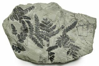 Plant Fossils For Sale