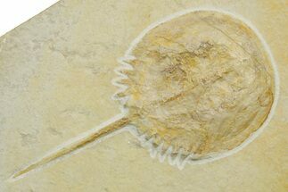 Horseshoe Crab (Mesolimulus) Fossil - Solnhofen Limestone #377542