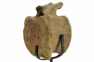 Hadrosaur (Edmontosaurus) Caudal Vertebra w/ Stand - Wyoming #377732