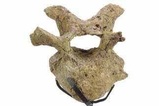 Hadrosaur (Edmontosaurus) Cervical Vertebra w/ Stand - Wyoming #377738