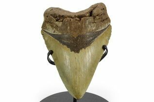 Fossil Shark Teeth For Sale