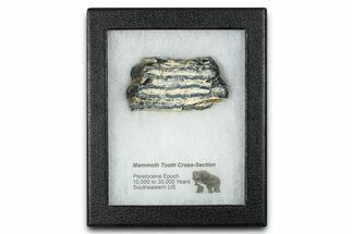 Mammoth Molar Slice With Case - South Carolina #377782