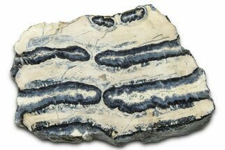 Mammoth Molar Slice With Case - South Carolina #377788