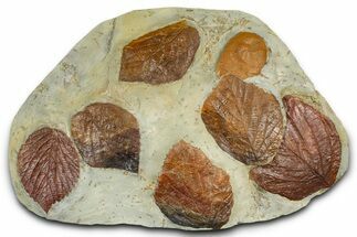 Wide Plate with Seven Fossil Leaves (Four Species) - Montana #377865