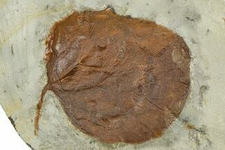 Paleocene Fossil Leaf (Zizyphoides) - Montana #377897
