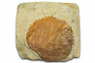 Paleocene Fossil Leaf (Davidia) - Montana #377903