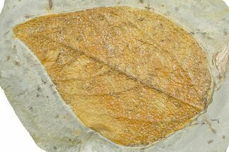Colorful Fossil Leaf (Beringiaphyllum?) - Montana #377910