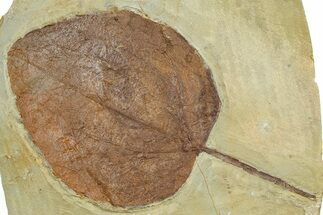 Paleocene Fossil Leaf (Zizyphoides) - Montana #377912
