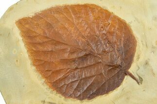 Paleocene Fossil Leaf (Davidia) - Montana #377918