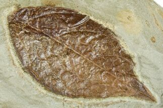 Fossil Leaf - Montana #377928