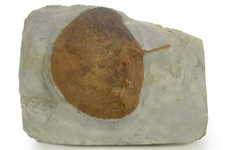 Paleocene Fossil Leaf (Zizyphoides) - Montana #377941