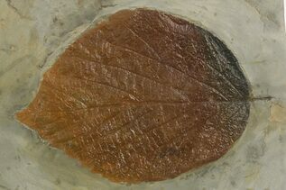 Premium Specimens For Sale