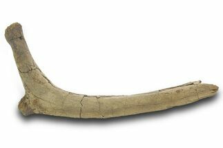 Fossil Hadrosaur (Edmontosaurus) Rib Bone - Wyoming #377962