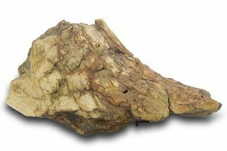 Partial Triceratops Partial Nose Horn (Epinasal) - Wyoming #377964