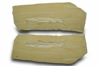 Detailed Fossil Squid (Plesioteuthis) w/ Tentacles - Solnhofen #378001