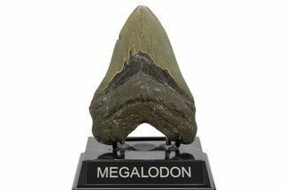 Serrated, Fossil Megalodon Tooth - North Carolina #378013