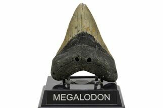 Fossil Megalodon Tooth - North Carolina #378017
