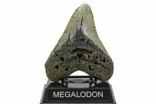 Fossil Megalodon Tooth - North Carolina #378020
