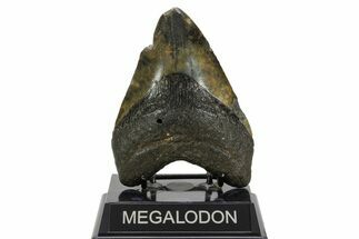 Fossil Megalodon Tooth - North Carolina #378021
