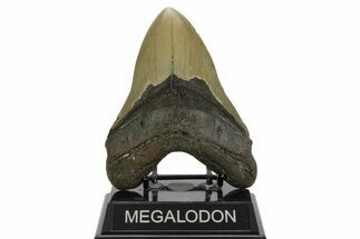 Serrated, Fossil Megalodon Tooth - North Carolina #378025
