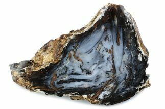 Colorful Hubbard Basin Petrified Wood Slab - Nevada #378175
