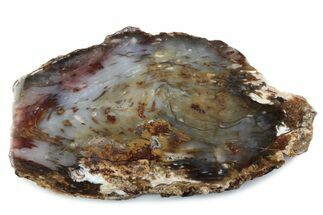 Colorful Hubbard Basin Petrified Wood Slab - Nevada #378183