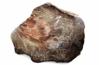 Polished Petrified Wood (Oak) Slab - Swartz Canyon, Oregon #378192