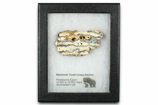 Mammoth Molar Slice With Case - South Carolina #377854