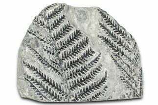 Carboniferous Fossil Fern (Odontopteris) Plate - France #378036