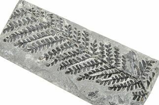 Carboniferous Fossil Fern (Odontopteris) - France #378108