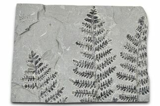 Carboniferous Fossil Fern (Pecopteris) Plate - France #378111