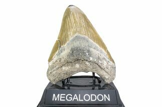 Serrated, Fossil Megalodon Tooth - Polished Tip #378031