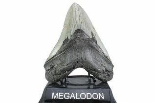 Fossil Shark Teeth For Sale