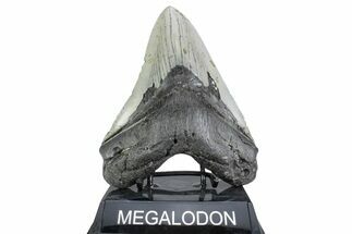 Serrated, Fossil Megalodon Tooth - North Carolina #378048