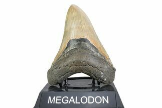 Fossil Megalodon Tooth - North Carolina #378073