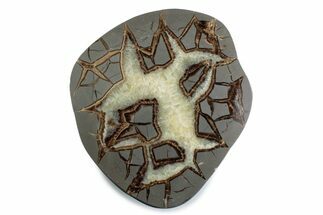 Polished Septarian Nodule End-Cut - Utah #378353