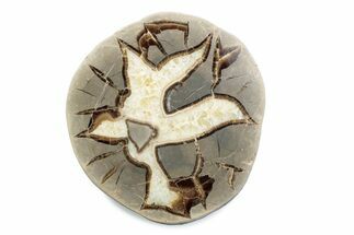 Polished Septarian Nodule Half - Utah #378436