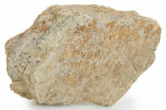 Fossil Sauropod Dinosaur Bone Section - Utah #378454