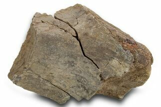 Fossil Theropod Dinosaur (Allosaurus) Bone Section - Utah #378455