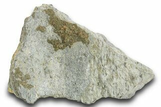 Fossil Sauropod Dinosaur Rib Bone Section - Utah #378458