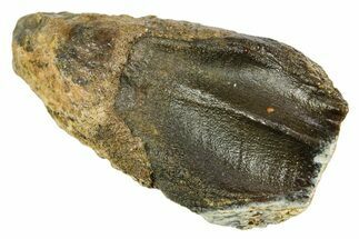 Fossil Ceratopsian Dinosaur (Torosaurus?) Tooth - Montana #378483