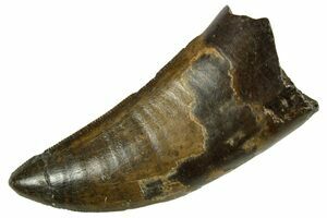 2 1/2 Inch Daspletosaurus Tooth, T-Rex Relative (#4551) For Sale