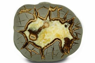 Polished Septarian Slab - Utah #378503