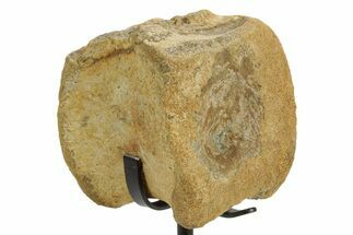 Fossil Hadrosaur Vertebra Centrum with Metal Stand - South Dakota #378522