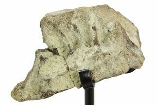 Fossil Hadrosaur (Edmontosaurus?) Jaw Section w/ Metal Stand #378528